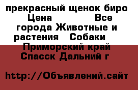 прекрасный щенок биро › Цена ­ 20 000 - Все города Животные и растения » Собаки   . Приморский край,Спасск-Дальний г.
